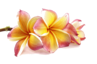 tiare_fond